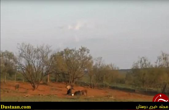 اخبارگوناگون,خبرهای گوناگون,گرازها %postname%