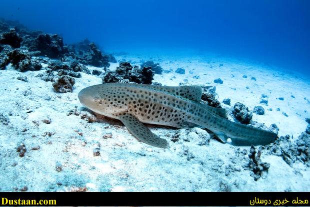 اخبارعلمی ,خبرهای علمی , کوسه %d8%a8%d8%a7%d8%b1%d8%af%d8%a7%d8%b1%db%8c-%d9%86%d8%b2%d8%af%db%8c%da%a9%db%8c-%d8%ac%d9%81%d8%aa-%da%af%db%8c%d8%b1%db%8c-%da%a9%d9%88%d8%b3%d9%87-%d8%af%d8%a7%d9%86%d8%b4%d9%85%d9%86%d8%af