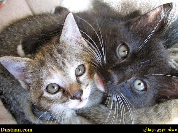 اخبار علمی ,خبرهای علمی ,گربهها %d9%87%d9%88%d8%b4-%d8%b3%da%af-%da%af%d8%b1%d8%a8%d9%87-%d8%b9%da%a9%d8%b3