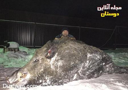 اخبار,اخبار گوناگون,شکار گراز اخبار,اخبار گوناگون,شکار گراز