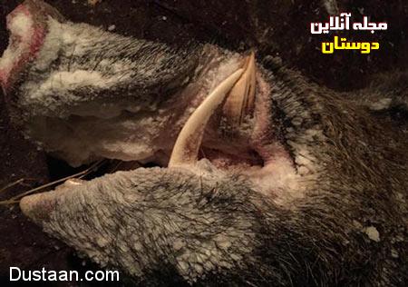 اخبار,اخبار گوناگون,شکار گراز اخبار,اخبار گوناگون,شکار گراز