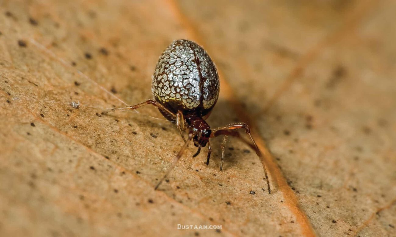 عکس های کمیاب و زیبا از دنیای حشرات مجله اینترنتی دوستان
