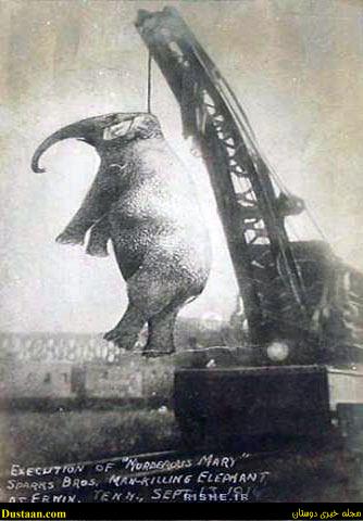 اعدام فیل