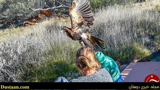 عقابی که قصد داشت انسان شکار کند +تصاویر
