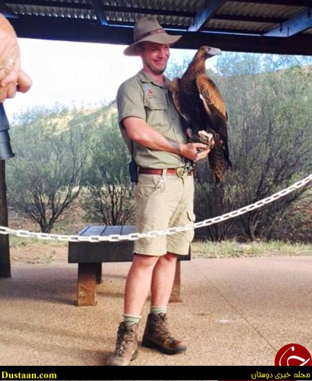 عقابی که قصد داشت انسان شکار کند +تصاویر