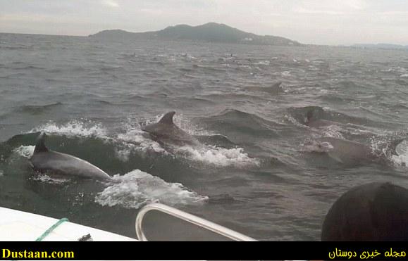 قایق ماهیگیران در محاصره دلفین ها 