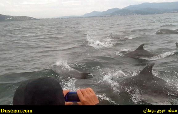 قایق ماهیگیران در محاصره دلفین ها 