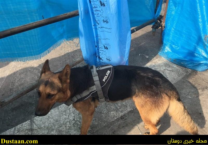 www.dustaan.com-عکس: سوختگی سگ زنده‌ یاب بخاطر حرارت بالای زیر اوار