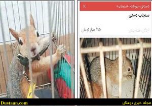 www.dustaan.com-خرید و فروش غیرقانونی سنجاب‌های وحشی