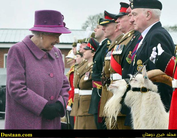 www.dustaan.com-dustaan.com-دیدار ملکه انگلیس با بز سلطنتی/عکس 