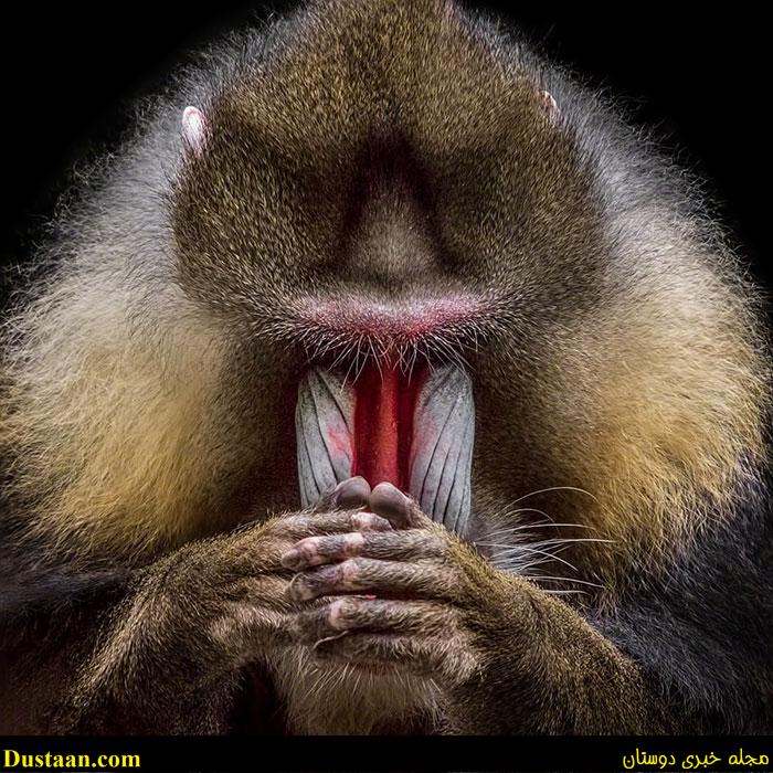 www.dustaan.com-dustaan.com-This Mandrill Looks Like It