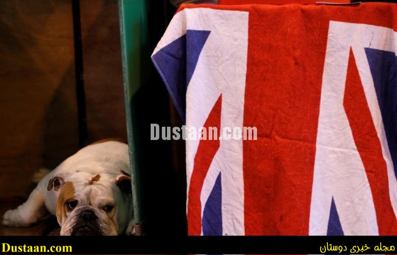 www.dustaan.com-dustaan.com-مسابقه سگ های برتر دنیا/تصاویر