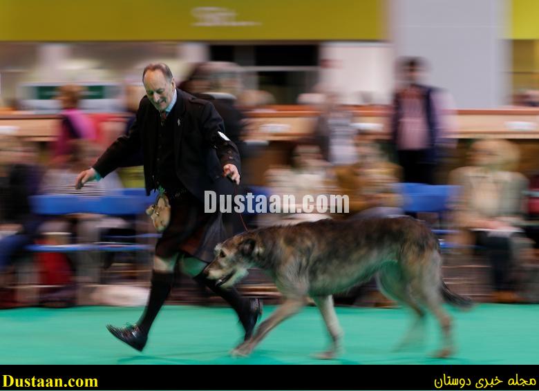 www.dustaan.com-dustaan.com-مسابقه سگ های برتر دنیا/تصاویر