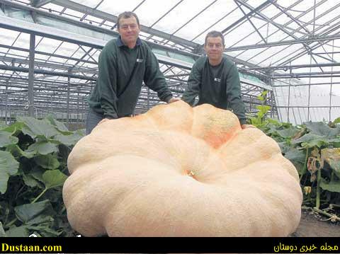 cafeturk-the-worlds-largest-pumpkin-0003