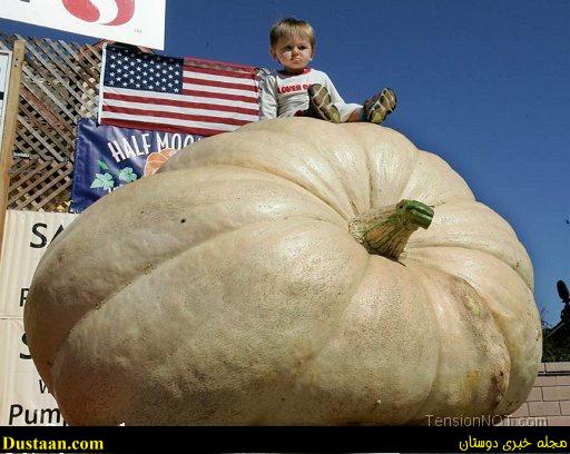 cafeturk-the-worlds-largest-pumpkin-0002