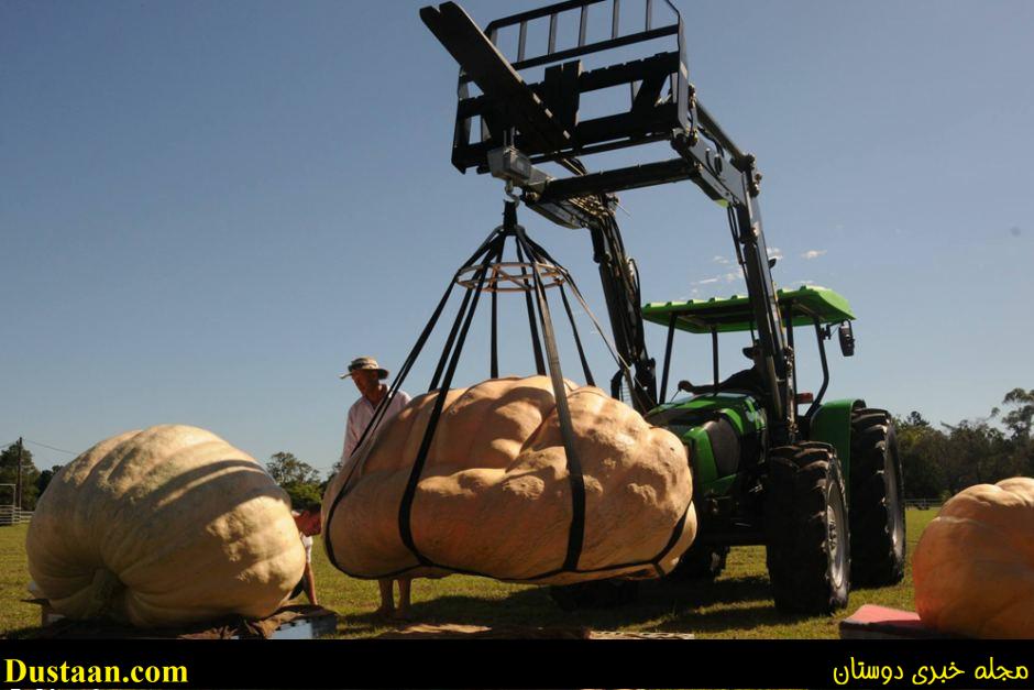 cafeturk-the-worlds-largest-pumpkin-0001