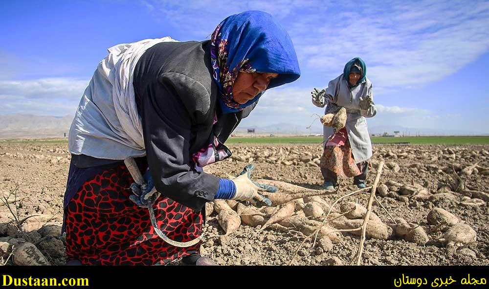 www.dustaan.com-تصاویر: چغندر اینگونه تبدیل به شکر می‌شود!