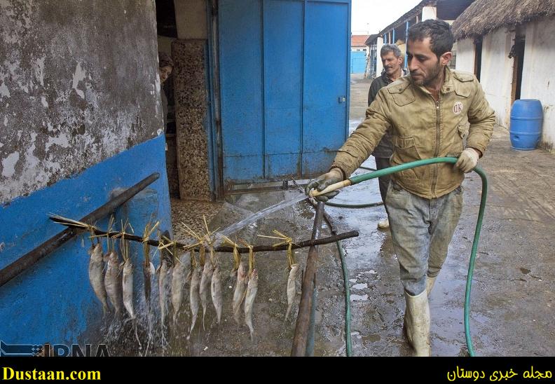 گزارش تصویری: مراحل دودی کردن ماهی