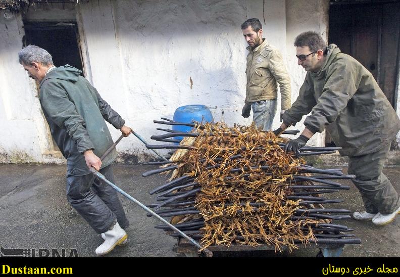 گزارش تصویری: مراحل دودی کردن ماهی