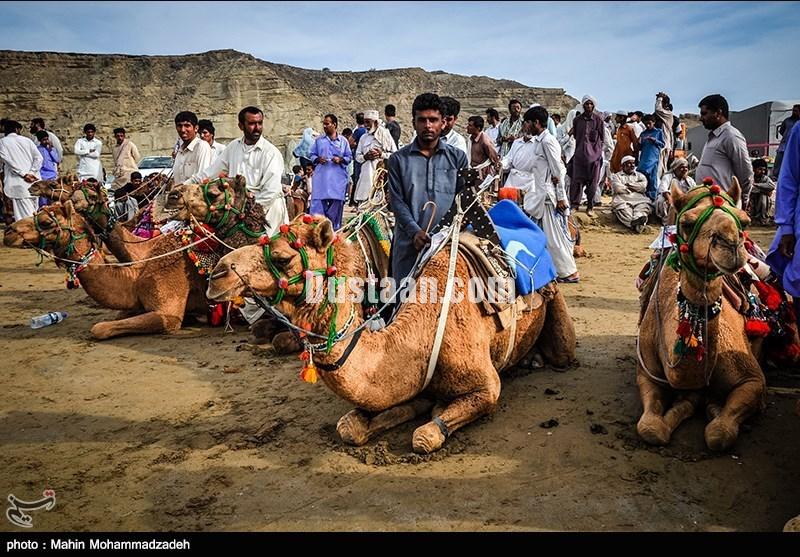 مسابقات شتر سواری در چابهار