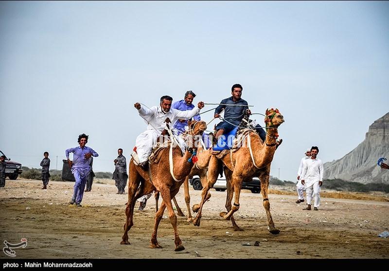 مسابقات شتر سواری در چابهار