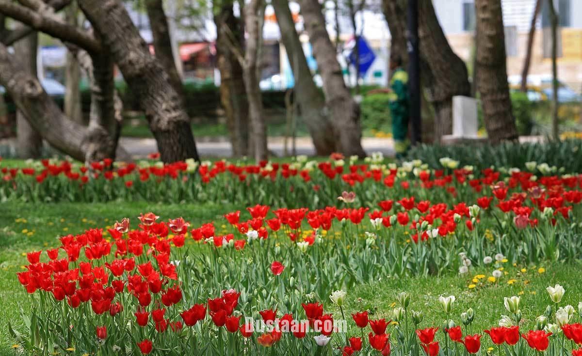 جشنواره گل های پیازی در مشهد/تصاویر