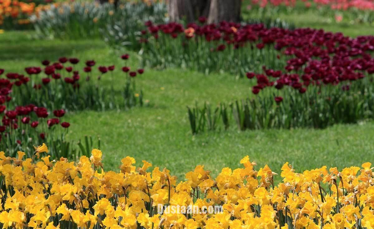 جشنواره گل های پیازی در مشهد/تصاویر