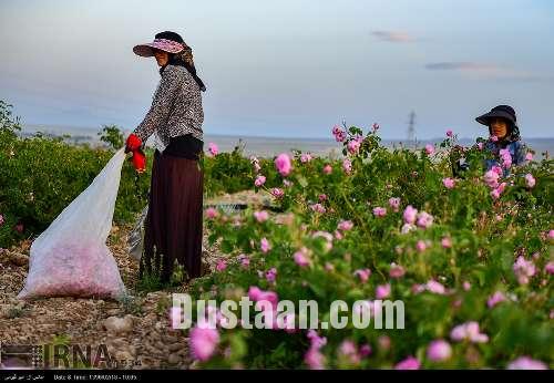 برداشت گل محمدی/تصاویر