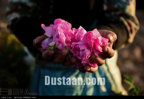 برداشت گل محمدی/تصاویر