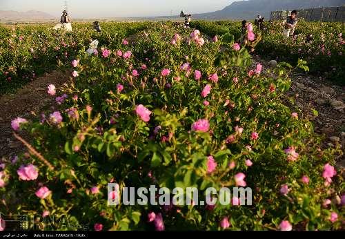 برداشت گل محمدی/تصاویر