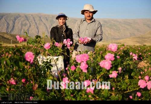 برداشت گل محمدی/تصاویر