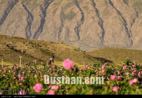 برداشت گل محمدی/تصاویر