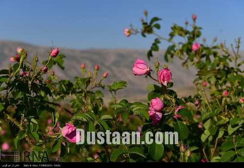 برداشت گل محمدی/تصاویر