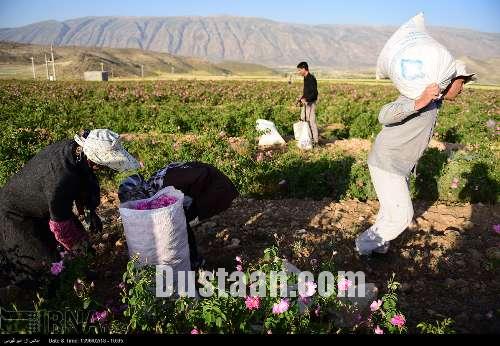 برداشت گل محمدی/تصاویر