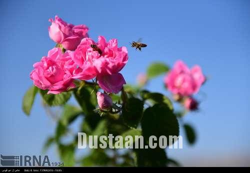 برداشت گل محمدی/تصاویر