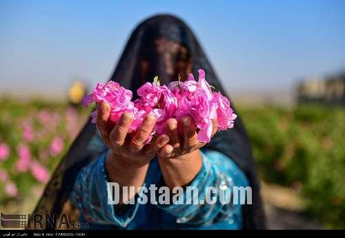 برداشت گل محمدی/تصاویر