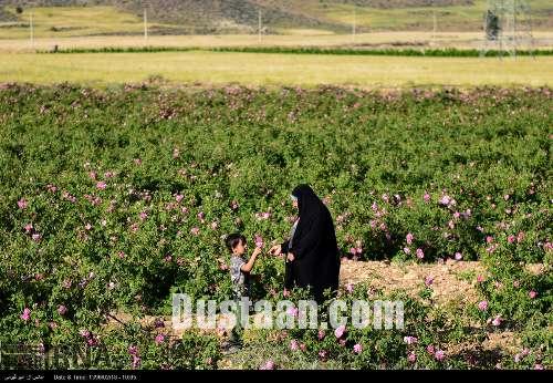 برداشت گل محمدی/تصاویر