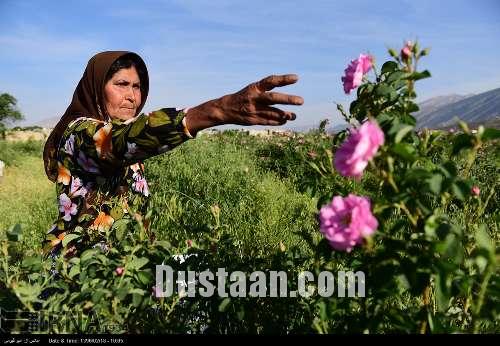 برداشت گل محمدی/تصاویر