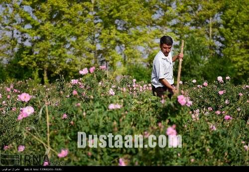 برداشت گل محمدی/تصاویر