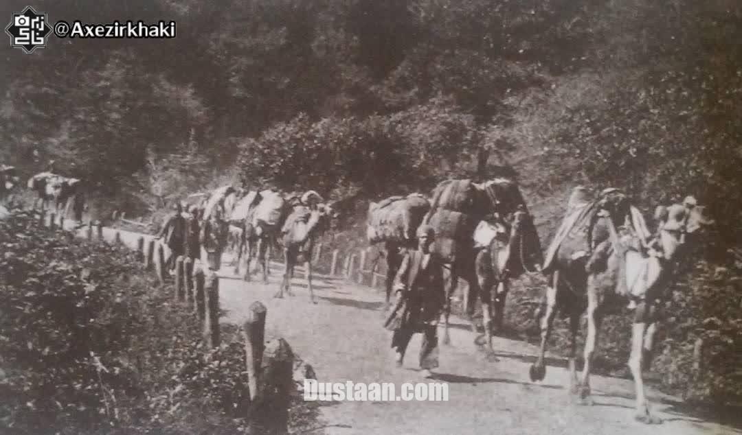  قافله شتر در جاده رشت