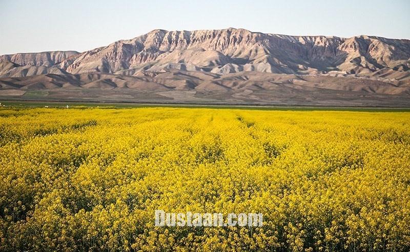 www.dustaan.com-تصاویری زیبا از مزارع طلایی کلزا در خراسان شمالی