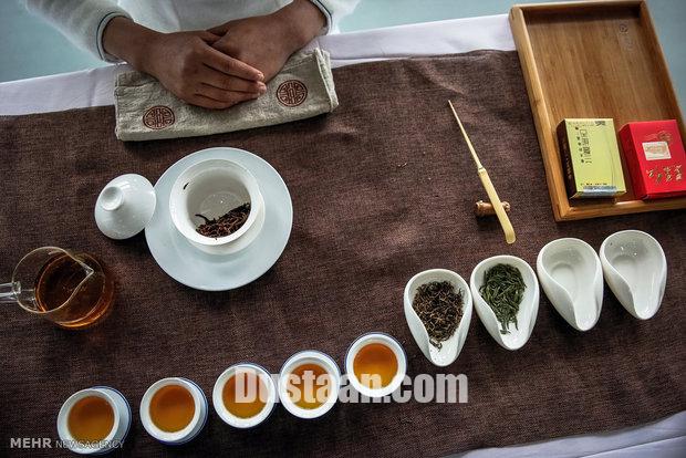 کشت چای در چین/تصاویر