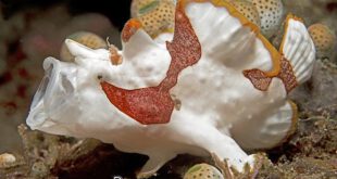 warty frogfish3