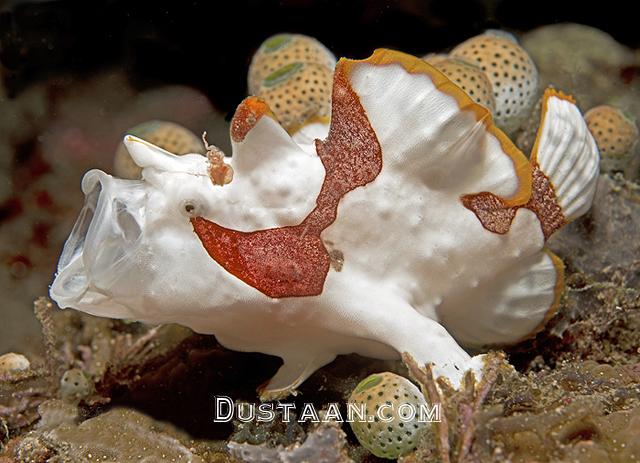 warty frogfish3