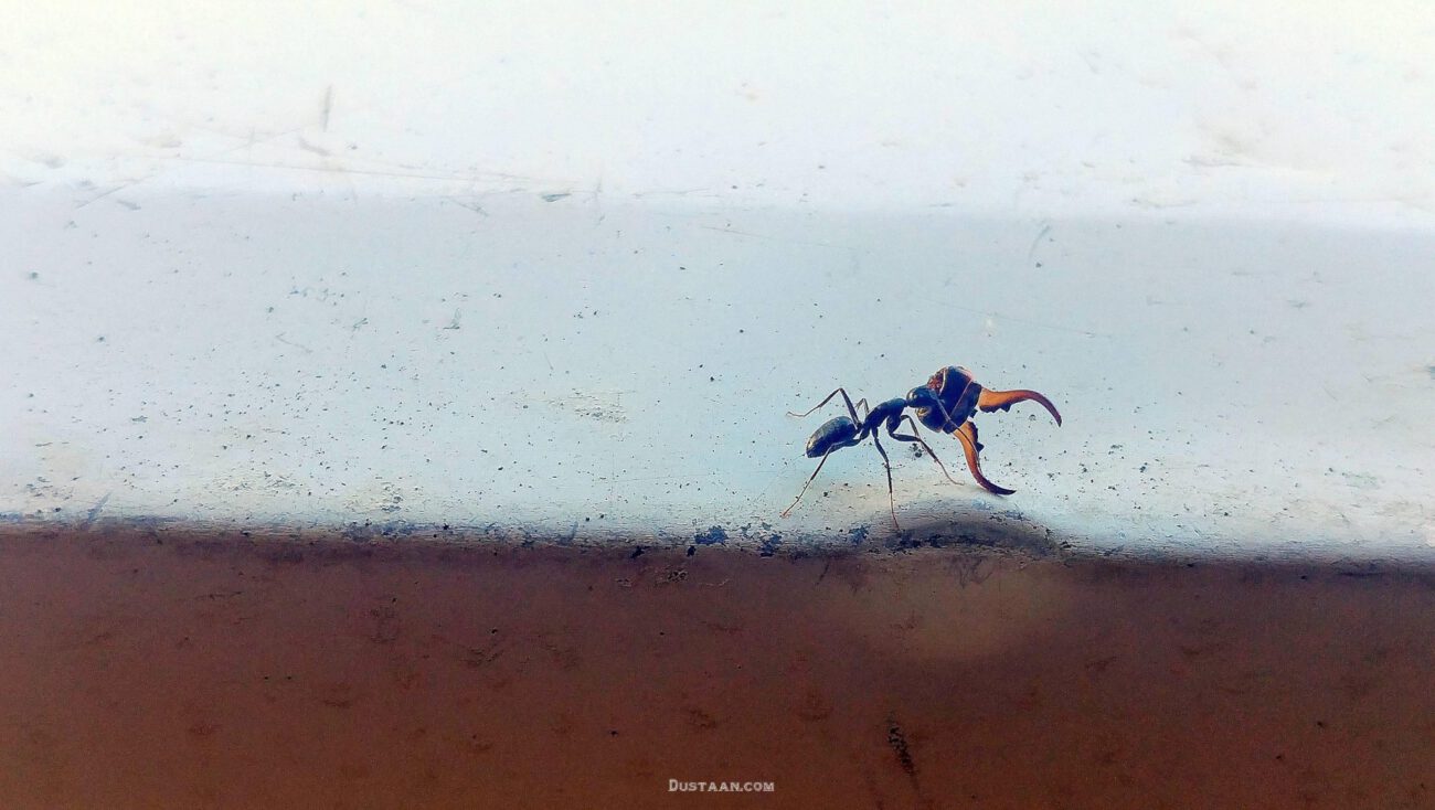 Ant on my porch carrying the head of his vanquished enemy ????