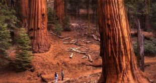 https://www.palmgarden.ir/wp-content/uploads/2013/03/Sequoia-National-Forest-California.jpg