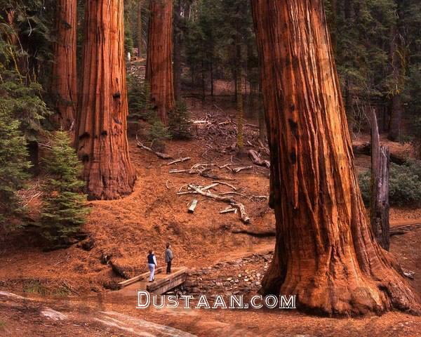 http://www.palmgarden.ir/wp-content/uploads/2013/03/Sequoia-National-Forest-California.jpg