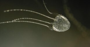 https://images.kojaro.com/2015/08/3-rukandji-jellyfish-2.jpg