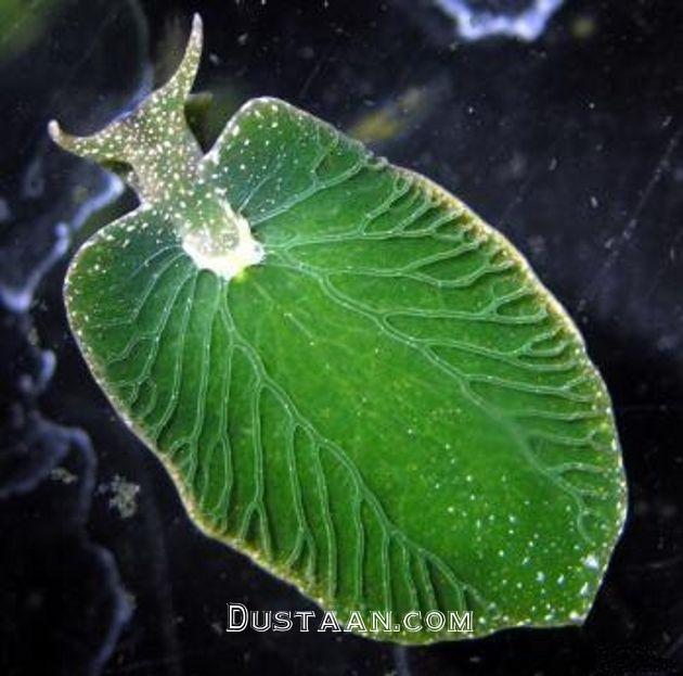 https://futurism.com/wp-content/uploads/2014/08/Sea-Slug.jpg