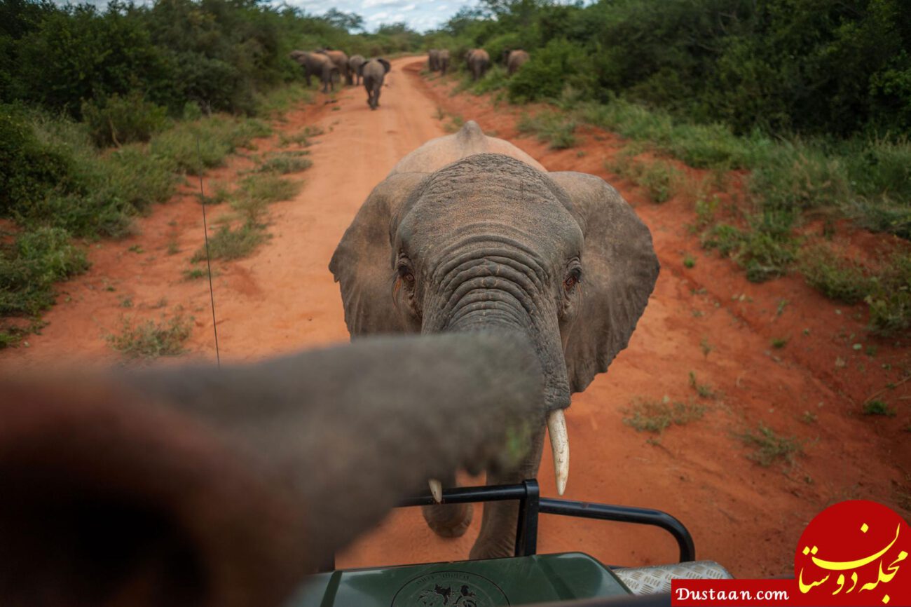 http://cdn.natgeotv.com.au/nichols-elephants-08.adapt.1900.1.jpg?v=27&azure=false&scale=both&width=728